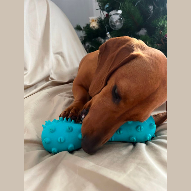Photo of Ralph  1yo Mini Dachshund (On Trial 3/12/23)