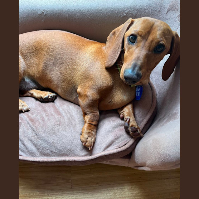 Photo of Ralph  1yo Mini Dachshund (On Trial 3/12/23)