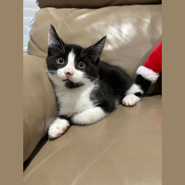 Photo of Bandit