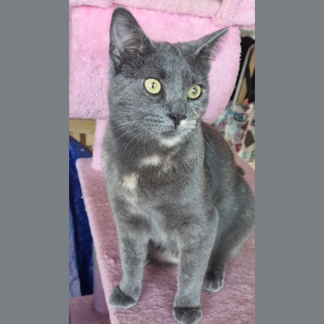 Photo of Luna