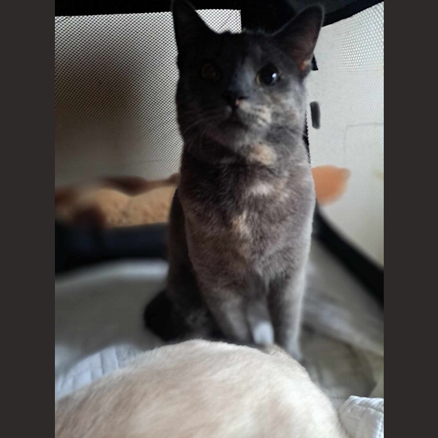 Photo of Luna
