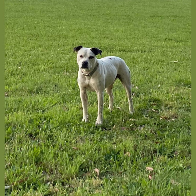 Photo of Ralph 