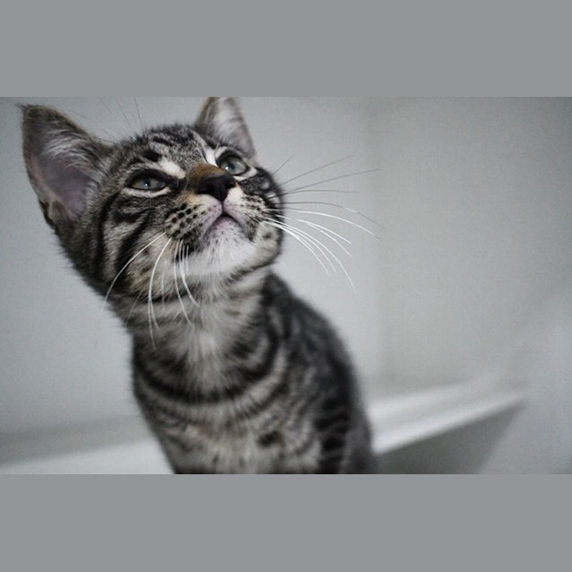 Photo of Jude 11073