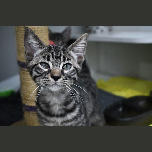 Photo of Jude 11073