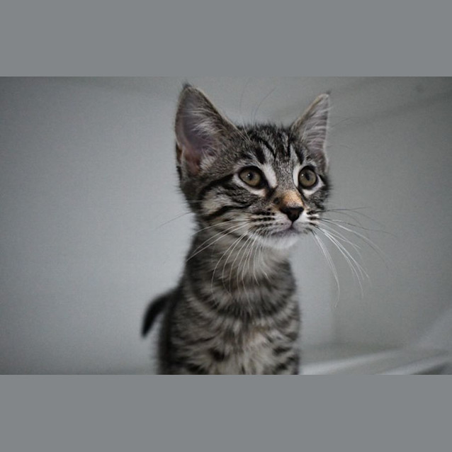 Photo of Juno 11074