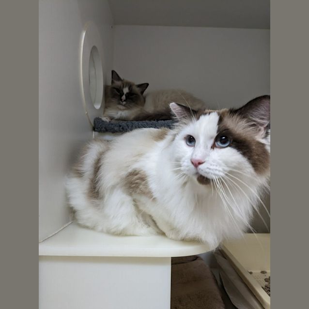 Photo of 💙 Arlo F02681 💙