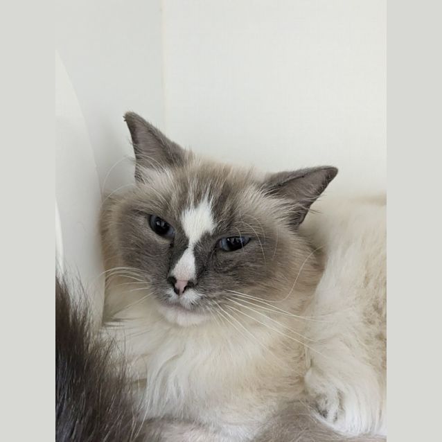 Photo of 💙 Arlo F02681 💙