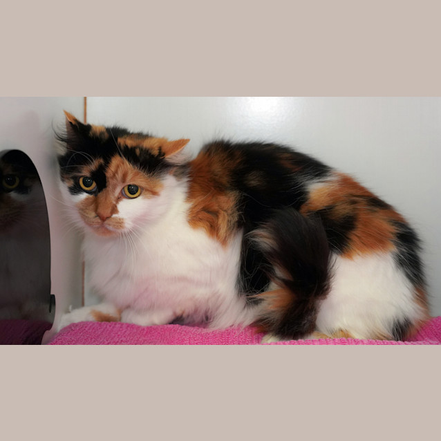Photo of Maisy