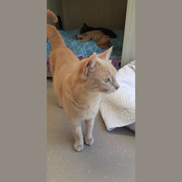 Photo of C1234 Rosie