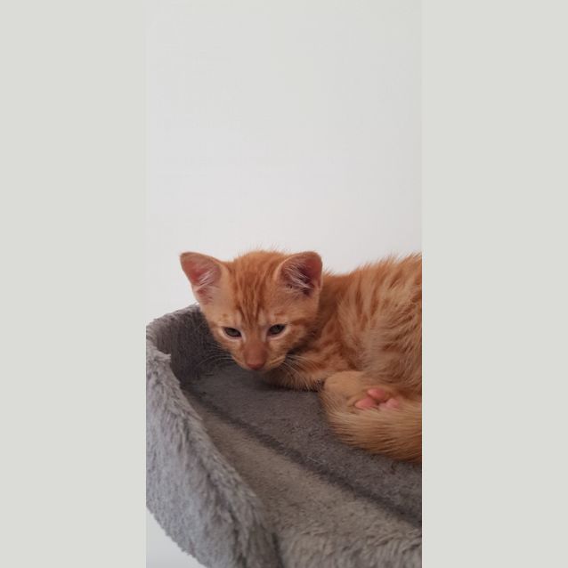 Photo of C1235 Reggie 