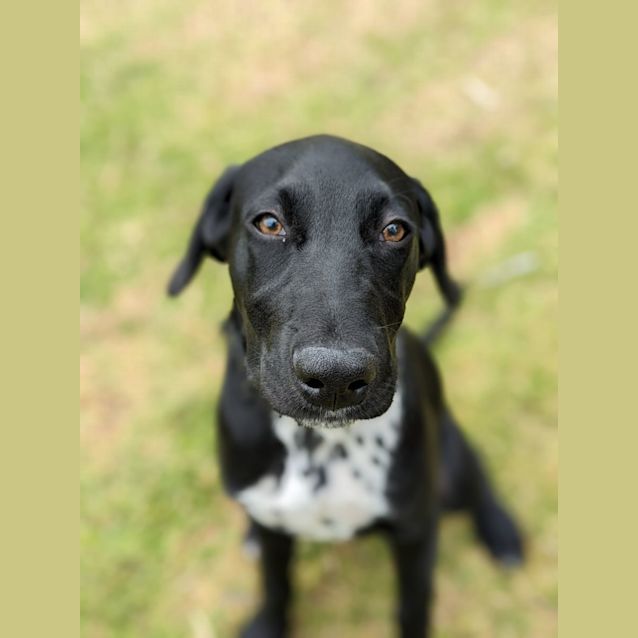 Photo of ⚾ Chase C04670 ⚾