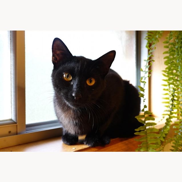 Photo of Trouble   Foster To Adopt (Mowbray)