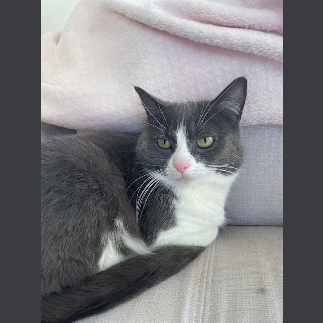 Photo of Cream