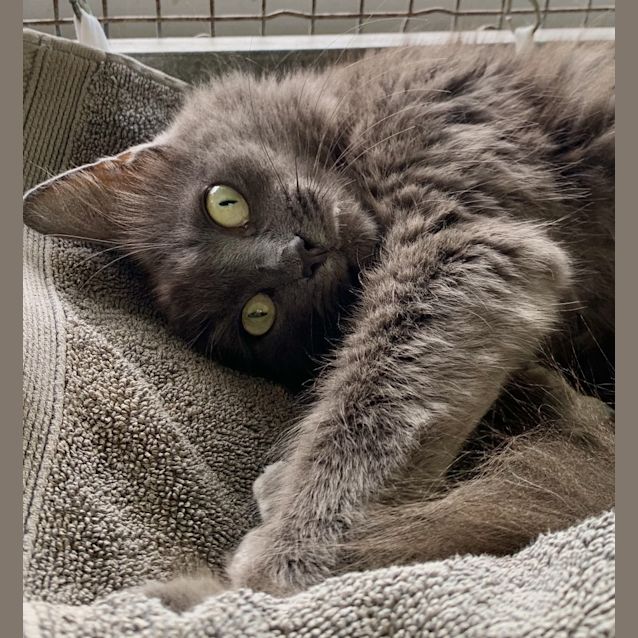 Photo of Ziggy