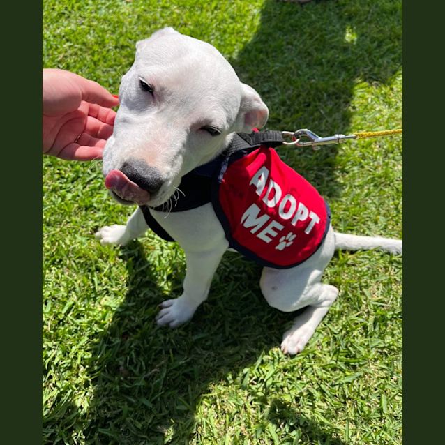 Photo of Gracie   4 Month Old Mixed Breed (Trial)