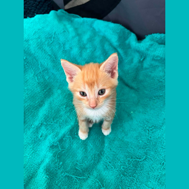 Photo of Dorito