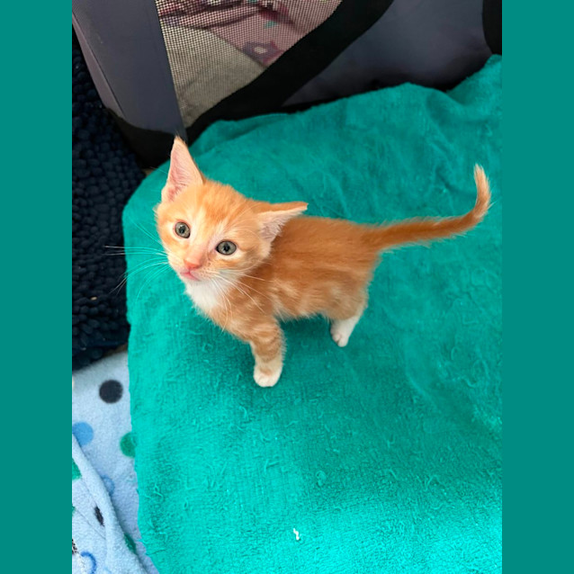 Photo of Dorito