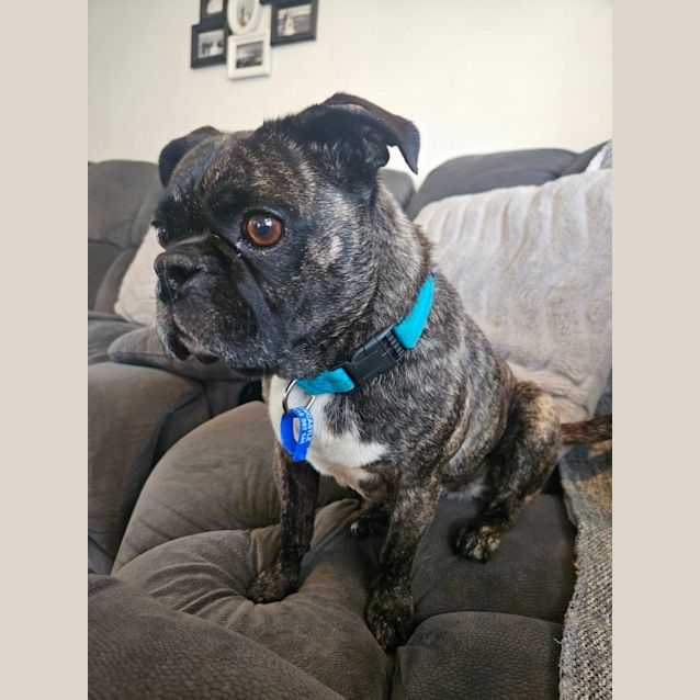 Photo of Bonnie   7 Year Old Boston Terrier X Pug (Hold)