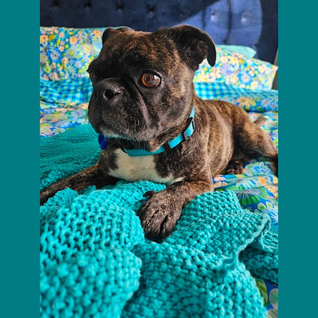 Photo of Bonnie   7 Year Old Boston Terrier X Pug (Hold)