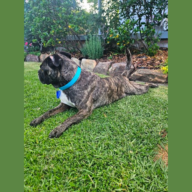 Photo of Bonnie   7 Year Old Boston Terrier X Pug (Hold)