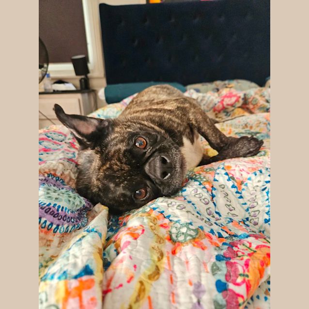 Photo of Bonnie   7 Year Old Boston Terrier X Pug (Hold)