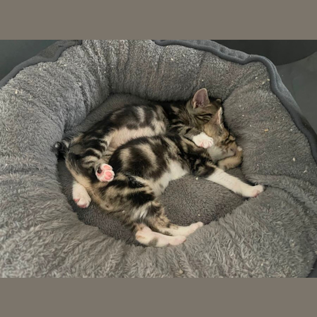 Photo of Simba And Tigermist