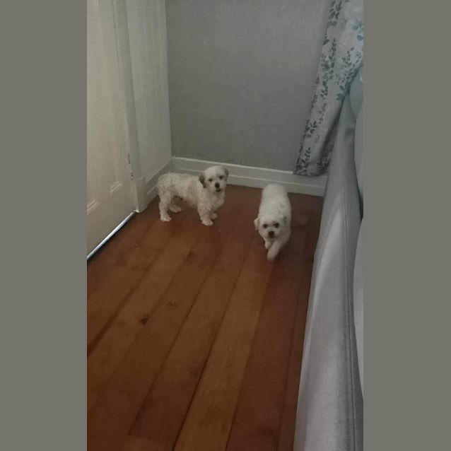 Photo of Fern And Millhouse 