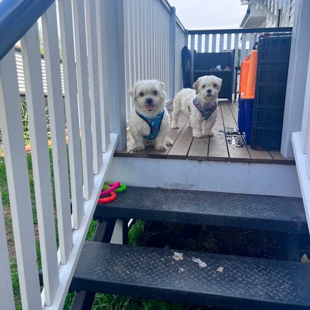 Photo of Fern And Millhouse 