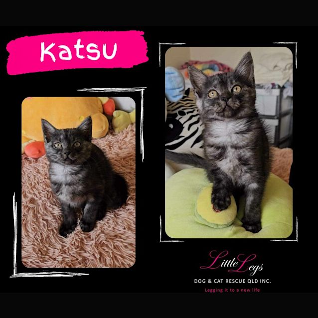 Photo of Katsu