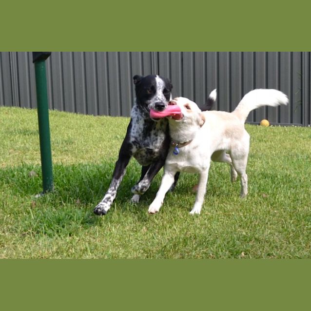 Photo of Charlotte   2 Year Old Border Collie (Hold)