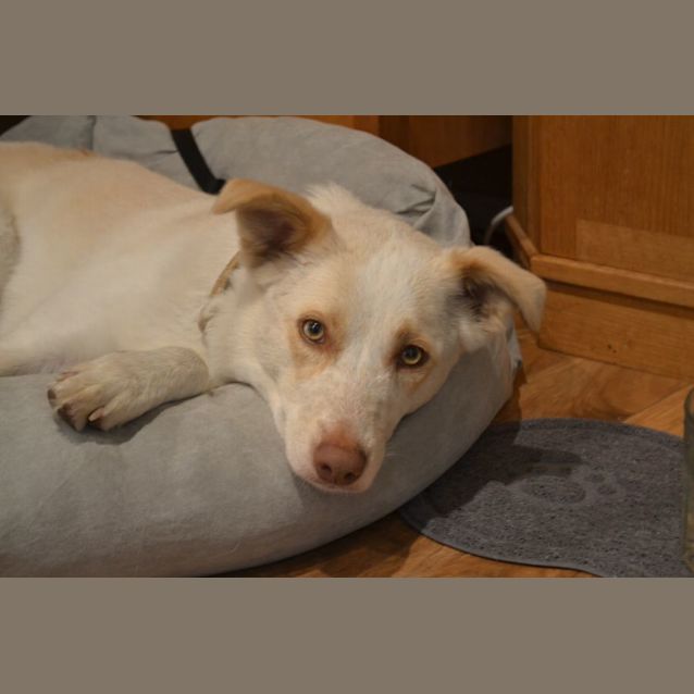 Photo of Charlotte   2 Year Old Border Collie (Hold)