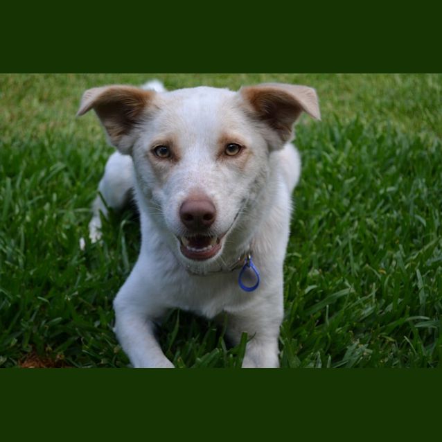 Photo of Charlotte   2 Year Old Border Collie (Hold)