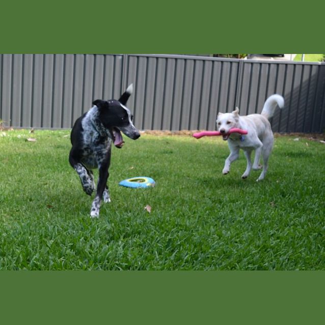 Photo of Charlotte   2 Year Old Border Collie (Hold)