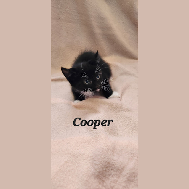 Photo of Cooper