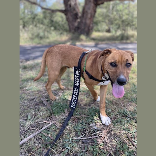 Photo of Brownie