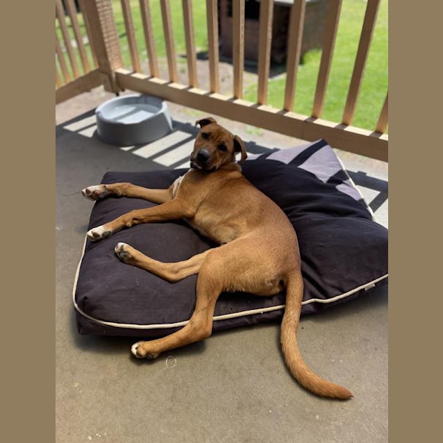 Photo of Brownie