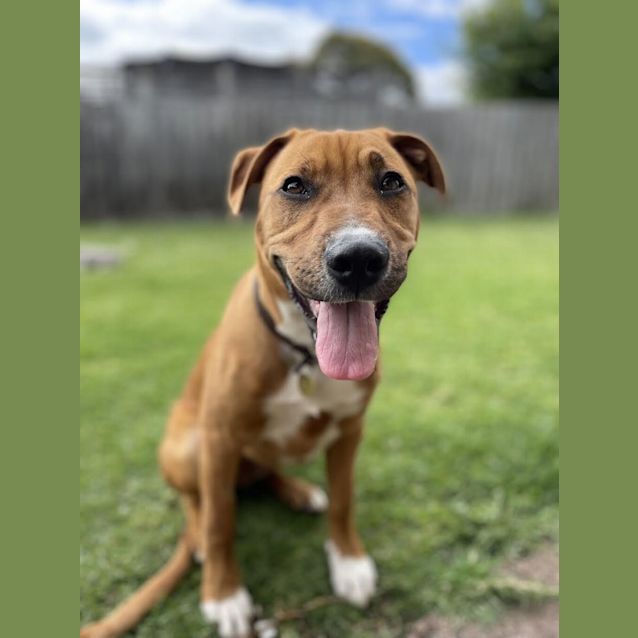 Photo of Brownie