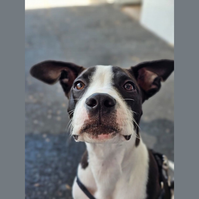 Photo of Nemo