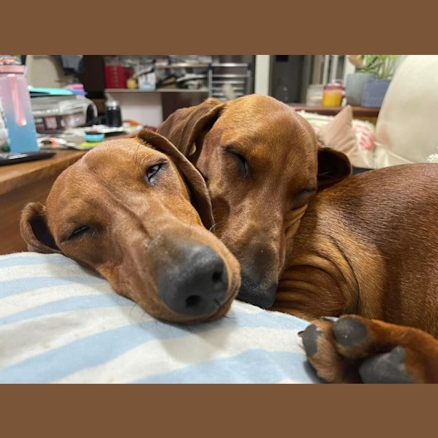 Photo of Penny And Missy