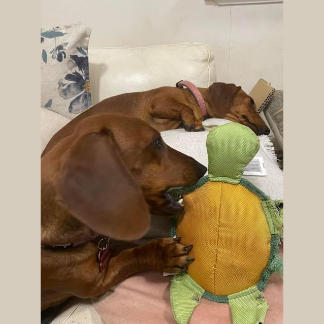 Photo of Penny And Missy