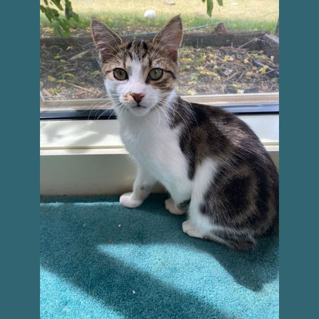 Photo of Willow   Located In Hillside