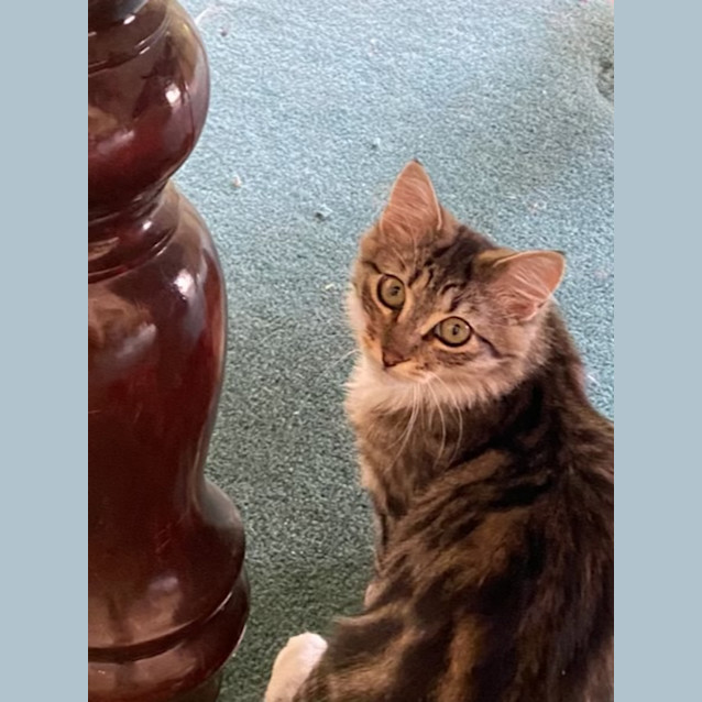 Photo of Scarlett   Located In Patterson Lakes