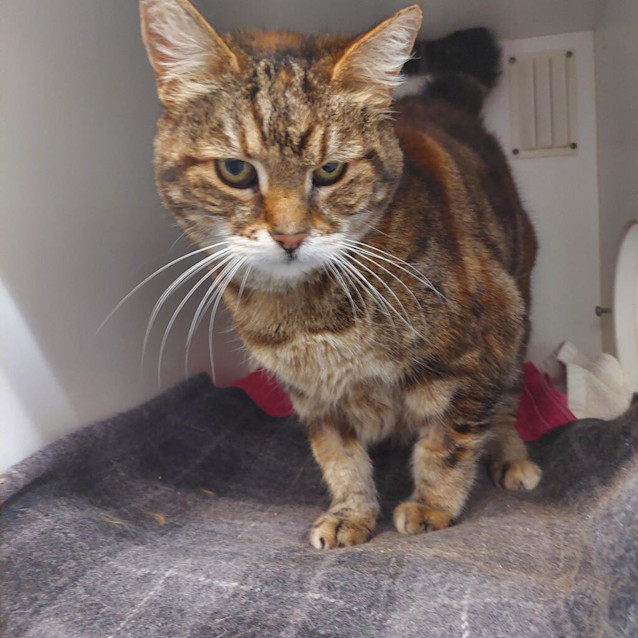 Photo of Marmalade