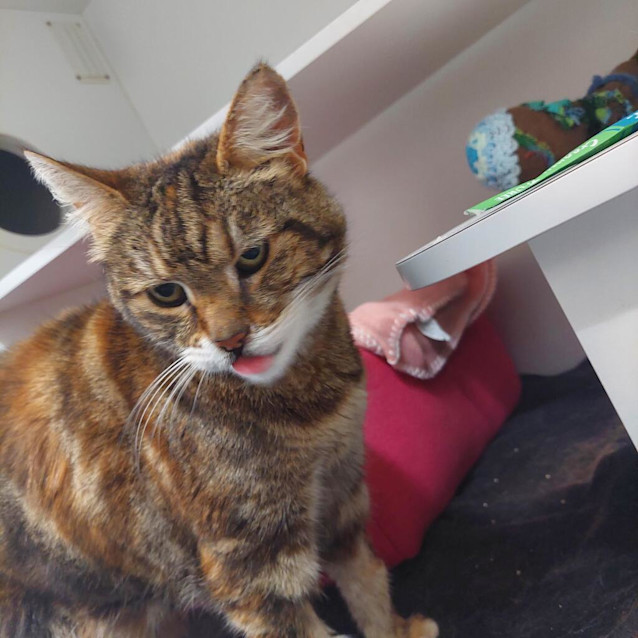 Photo of Marmalade