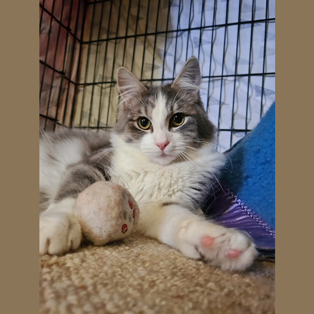 Photo of Rogue