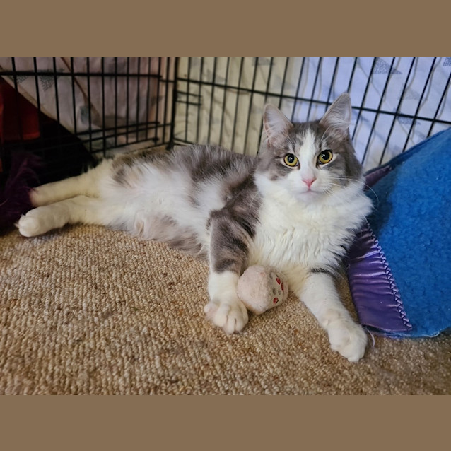 Photo of Rogue