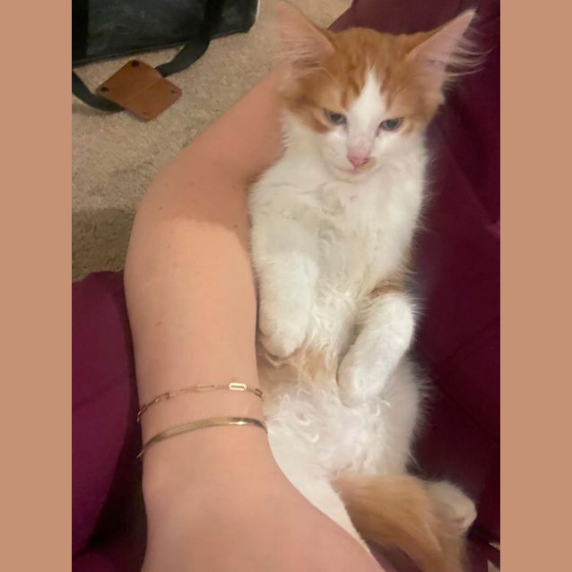 Photo of Golden Oreo