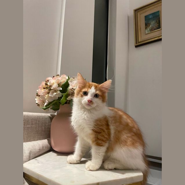 Photo of Golden Oreo