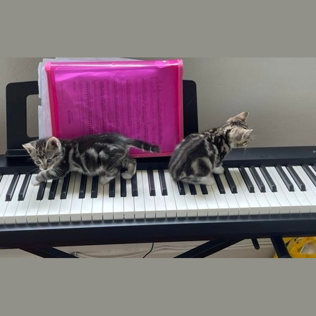 Photo of Simba And Tigermist