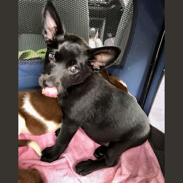 Photo of Freya